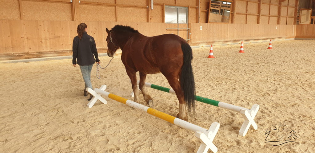 Ecurie Vermeille équicoaching coach cheval chevaux Jura Suisse Femme confiance en soi communication verbale non verbale famille team building Leader leadership affirmation de soi, détermination, enthousiasme, compétitivité, résistance et organisation