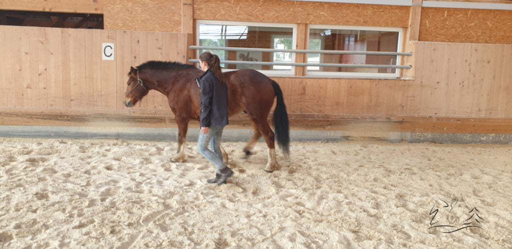 Ecurie Vermeille équicoaching coach cheval chevaux Jura Suisse Femme confiance en soi communication verbale non verbale famille team building Leader leadership affirmation de soi, détermination, enthousiasme, compétitivité, résistance et organisation