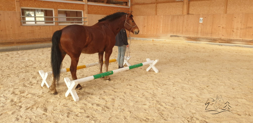 Ecurie Vermeille équicoaching coach cheval chevaux Jura Suisse Femme confiance en soi communication verbale non verbale famille team building Leader leadership affirmation de soi, détermination, enthousiasme, compétitivité, résistance et organisation