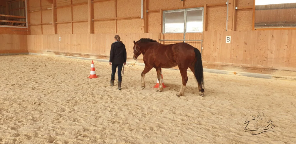 Ecurie Vermeille équicoaching coach cheval chevaux Jura Suisse Femme confiance en soi communication verbale non verbale famille team building Leader leadership affirmation de soi, détermination, enthousiasme, compétitivité, résistance et organisation