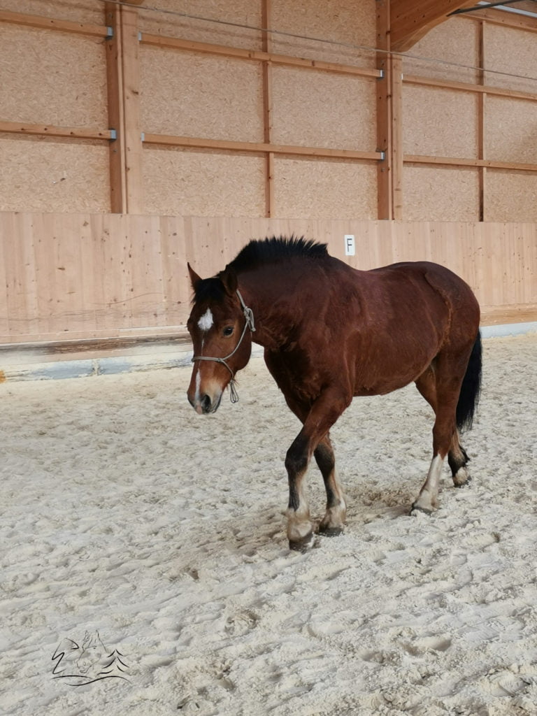 Ecurie Vermeille équicoaching coach cheval chevaux Jura Suisse Femme confiance en soi communication verbale non verbale famille team building Leader leadership affirmation de soi, détermination, enthousiasme, compétitivité, résistance et organisation